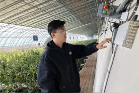 返乡做“飞手”种蓝莓，小伙年收入超20万图片