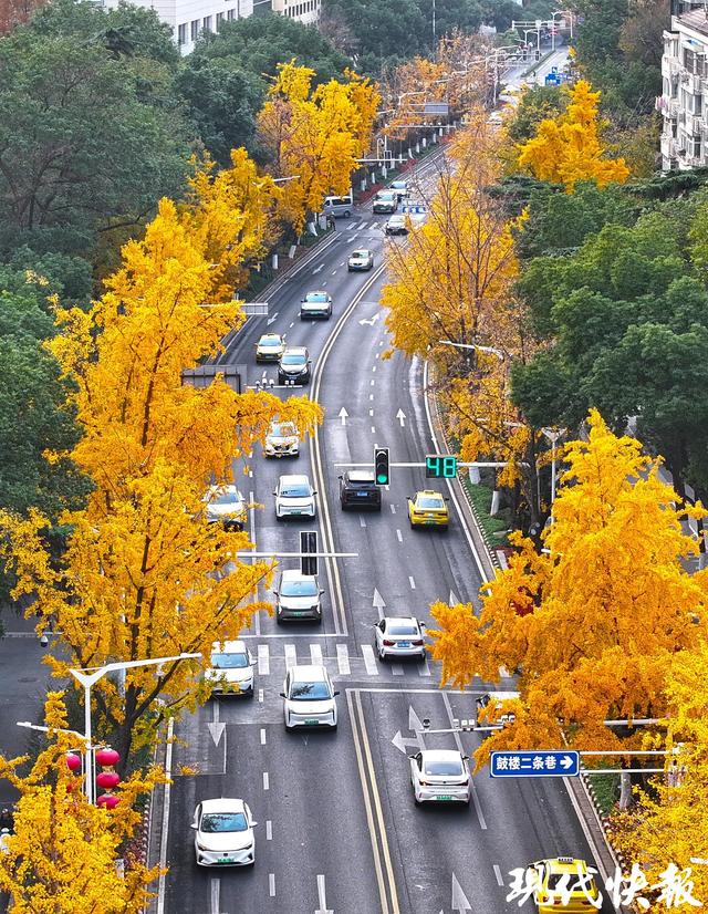 南京这条银杏大道“金色长卷”徐徐展开