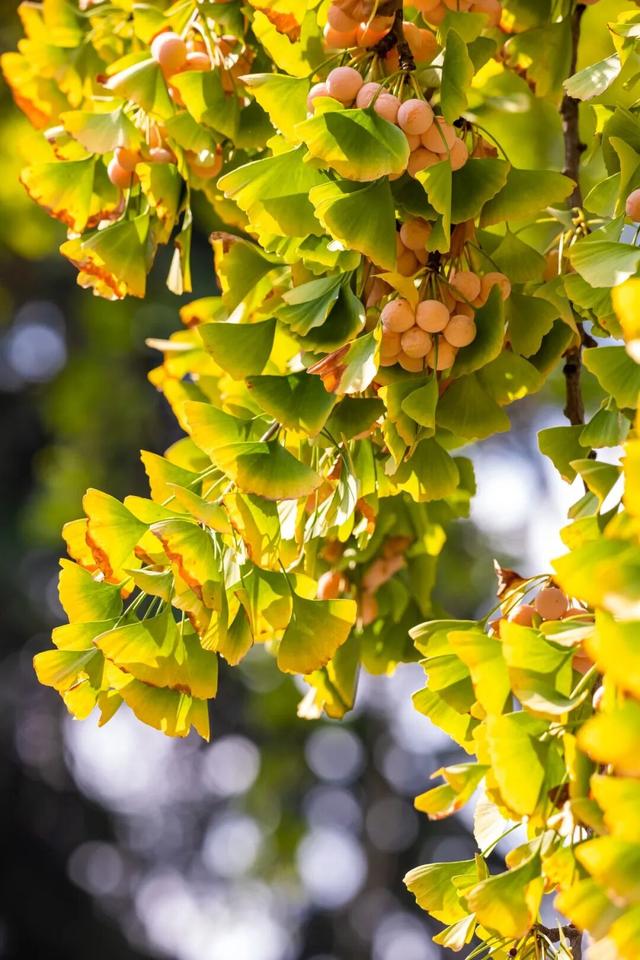 周末，去“捡秋”！