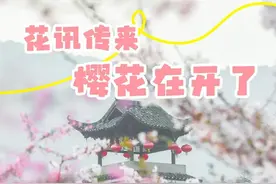 全武汉都在看樱花，怎么少得了黄陂图片