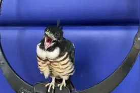 想入队做“警鸟”？民警放飞的黑冠鹃隼隔天又飞回来了