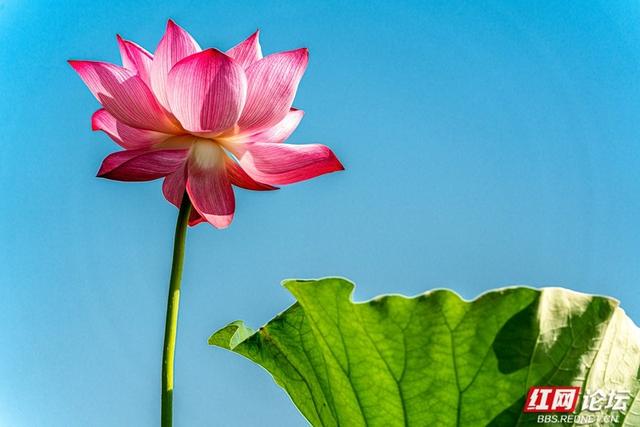 荷韵长沙 | 月湖荷花绽放，惊艳一城夏日