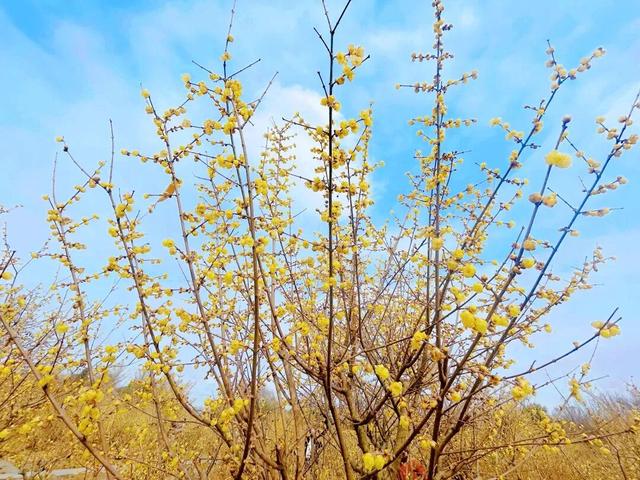 都江堰元旦田园游攻略：林盘漫步、山野美食……沉浸体验都江堰原汁原味的乡村风光~