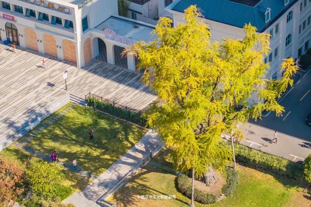 武汉为百年古树建公园，免费开放！