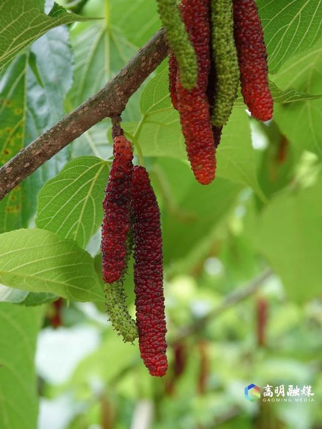 出发！高明遛娃采摘攻略来啦，甜度爆表（附定位）