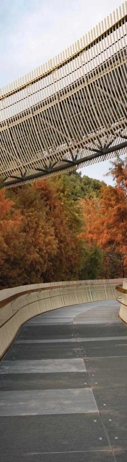 杉树红了！江西这些地方拍“红杉”大片超赞