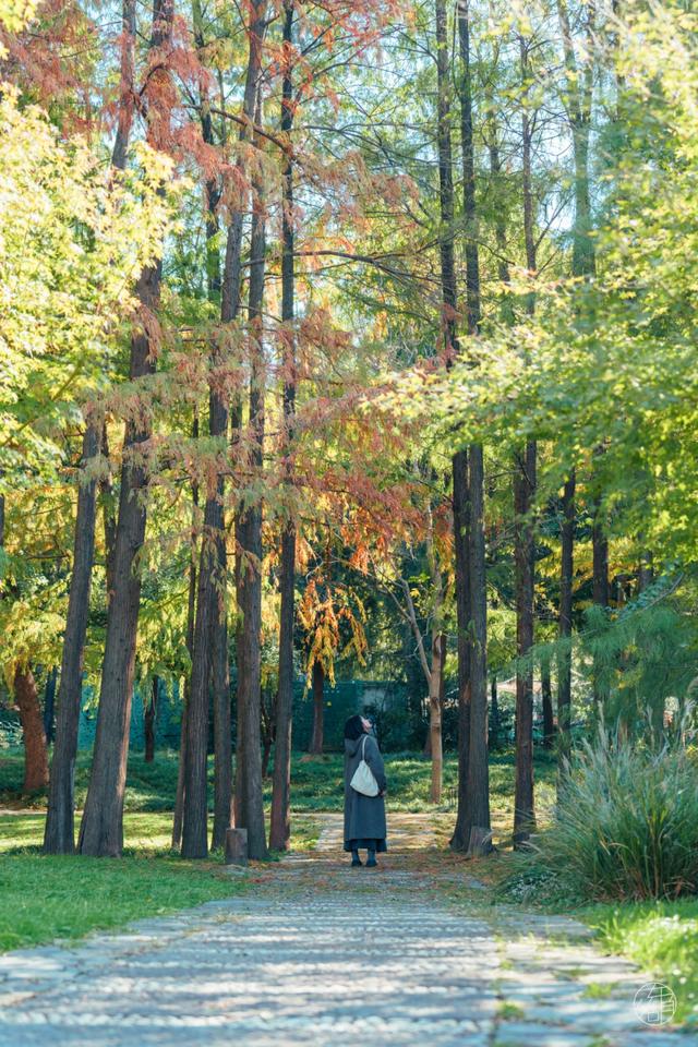 人少景美不绕路，东湖秋日彩蛋上新