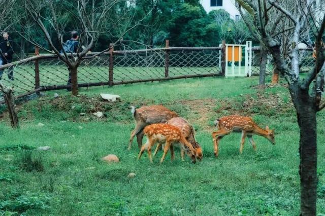 玩转西施跨年音乐节！吃喝玩乐，收藏这篇就够了→