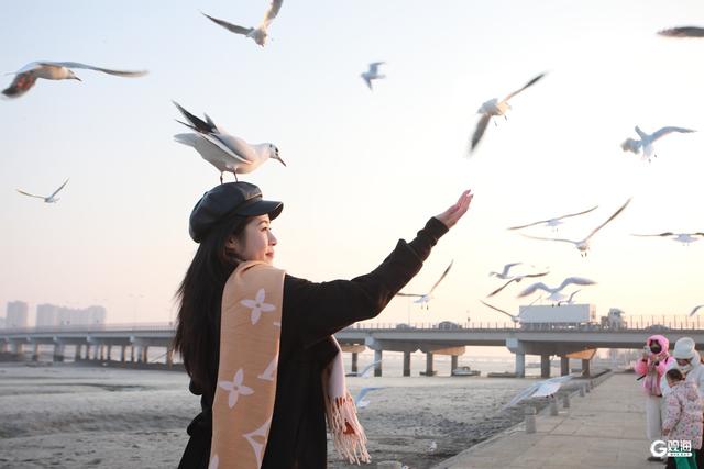 “哇鸥～”主题巴士城阳观鸥汀乘车攻略来了