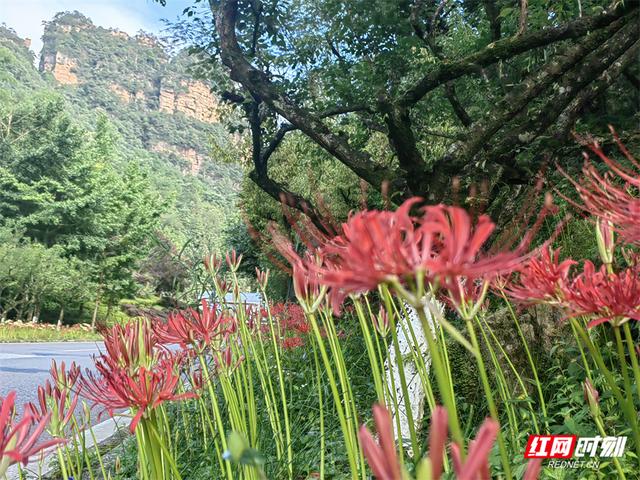 张家界黄石寨彼岸花盛放 引中外游客共赏初秋美景
