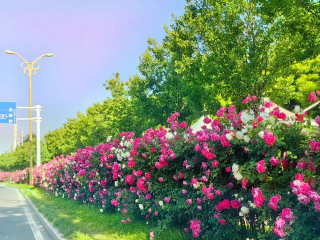 爱上潍坊丨从市树市花中研读潍坊