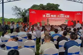 海口火山荔枝王首次销往阿联酋 收购商：得益于海南自贸港直达中东国际航线图片