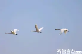 立春节气刚过，天鹅翩翩起舞闹新春‌图片