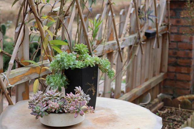 美好生活在云南｜旅居曲靖沾益：一室炊烟暖，欢喜满屏来