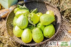 土特产变“致富果”！广州南沙万顷沙多举措引导规范种植图片