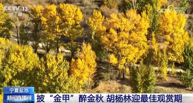 桂花飘香、胡杨金黄、黄栌换上五彩“盛装” 秋日中国铺展斑斓好风光