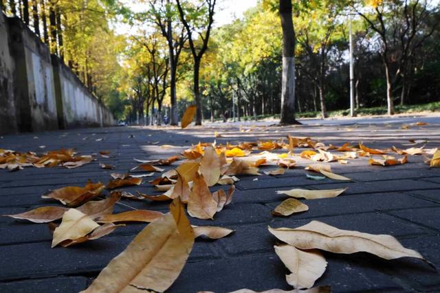 此时，闵行最美的地方就在……