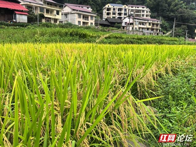山上烟火起，山下稻金黄｜夏日寻凉九龙山