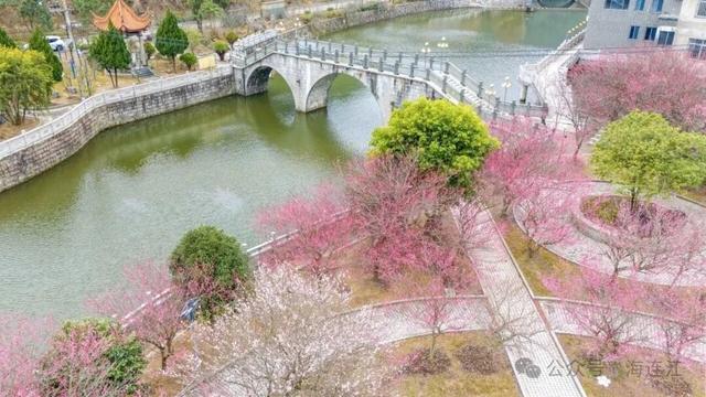 美翻啦！福州这里梅花初绽，等你来赏！