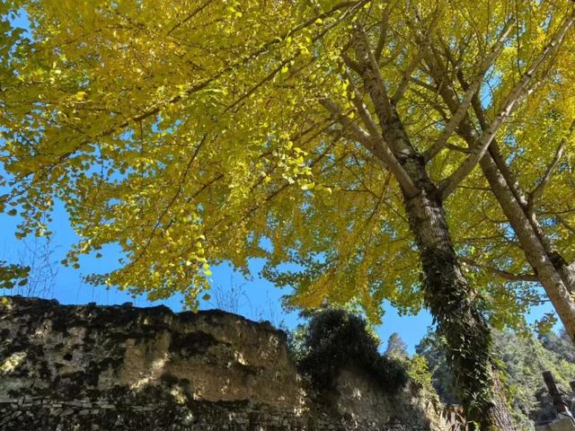 不赶行程的自由！屏南2天1夜，与草场、火凤凰、红柿子浪漫相遇