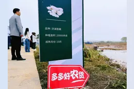 湖北人都爱的洪湖莲藕，“拼”进西部，热销全国图片