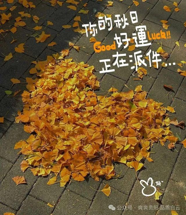 在白云！这个初冬阳光温暖，满是金黄！