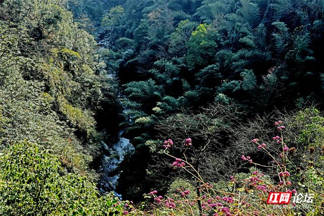 从“十八拐”到齐眉界，一条森林公园里的红色风景线