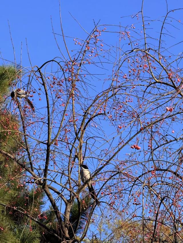 赏心悦目！湛蓝天空下的大美北京