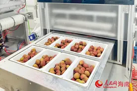 “鲜”赢全球 2025年海南荔枝首发海外7国图片