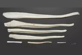 既然阴茎骨的好处这么多，那人类为什么没有？图片