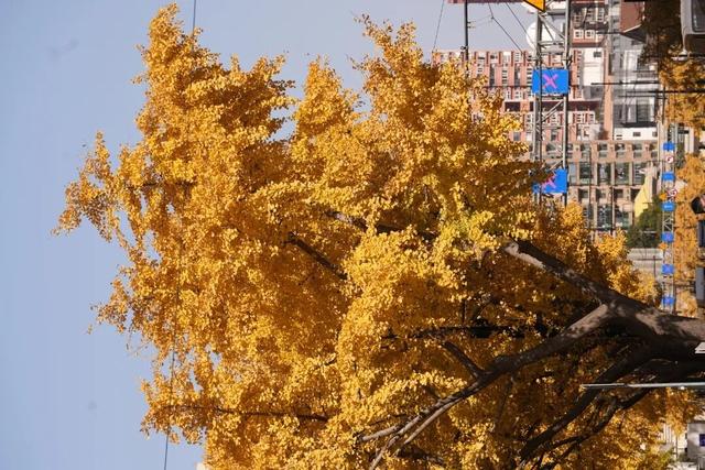 别错过，用Citywalk感受落叶的浪漫→