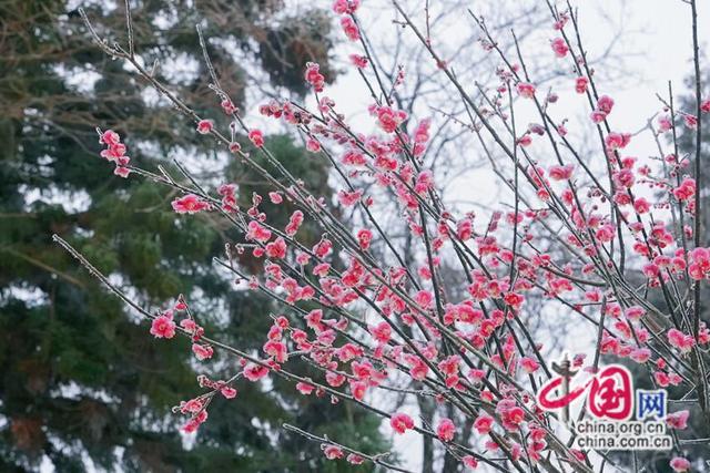 踏雪赏梅之旅 中外游客共赏张家冬日限定仙境