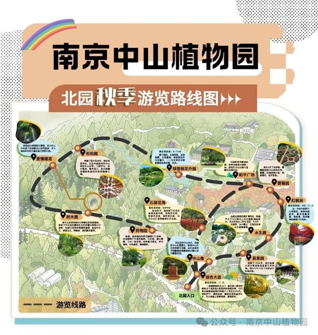 呀！南京的秋天掉地上啦