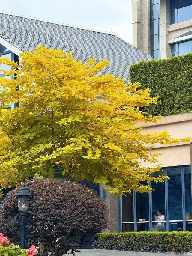 最美松湖 | 烦恼No，捡秋Go！来这里一键切换治愈模式