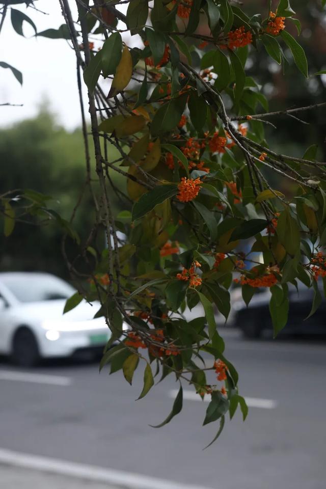 点 击 ↑ 看莲都的秋天