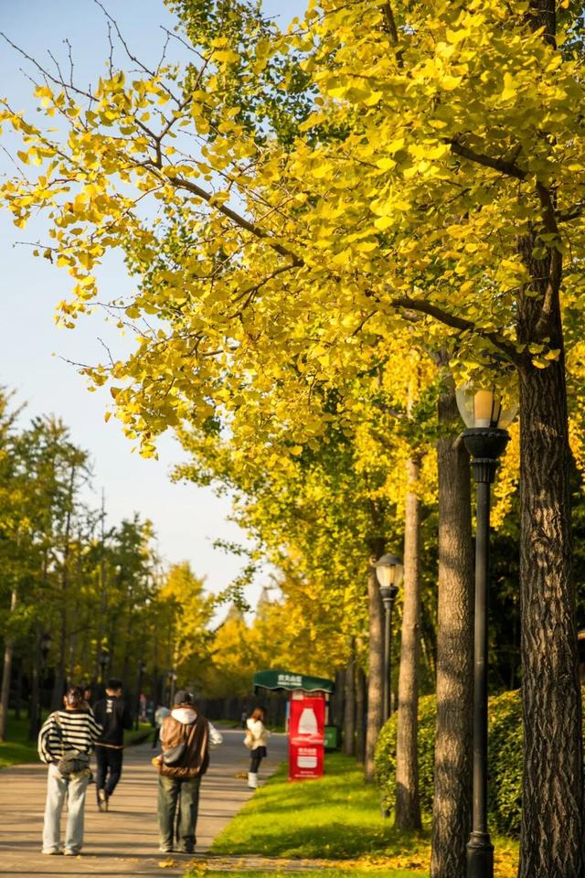 开始黄了，宋夹城“寻金季”正在上线！