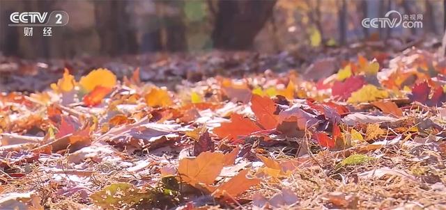 神州大地铺展层林尽染美丽画卷 “赏叶经济”激发多元消费业态新活力