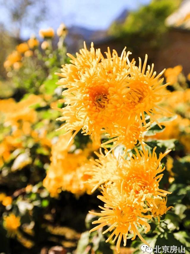 多彩京秋各区巡游 |房山区美翻了！秋日限定~