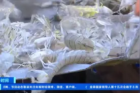广西南宁海鲜物美价廉：皮皮虾价格腰斩，花蟹成抢手货图片