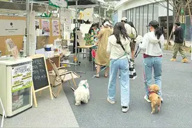 带着宠物同出游 “飞”越城市赏美景图片