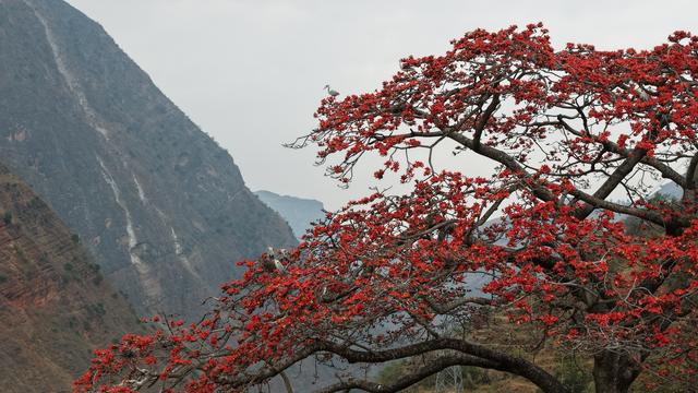 木棉花开 又到一年禄劝乌蒙赏花季