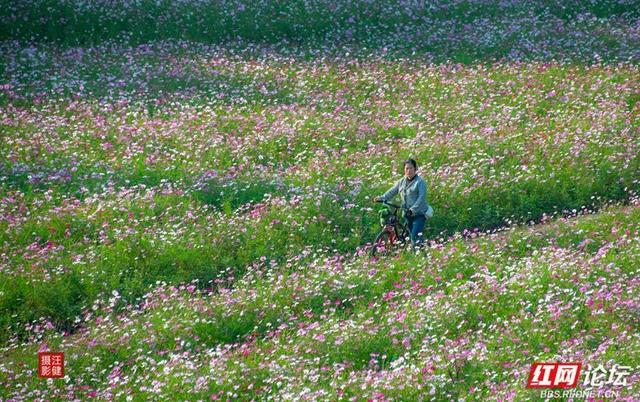 秋游时刻丨在安乡书院洲，被格桑花海和柳林清风彻底治愈了
