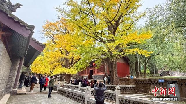 五百年连理银杏披“金甲” 晋祠秋色迎最佳观赏期