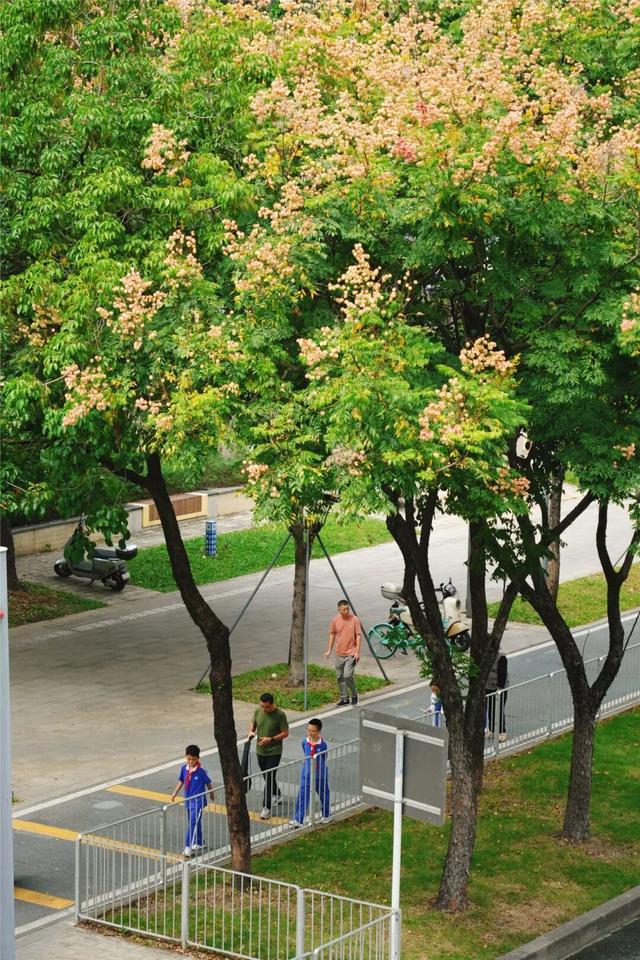 龙华，花海“大爆发”