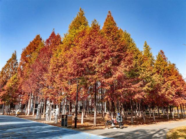 武汉常青公园全面开放露营区域，市民可享“红叶树下”悠闲时光