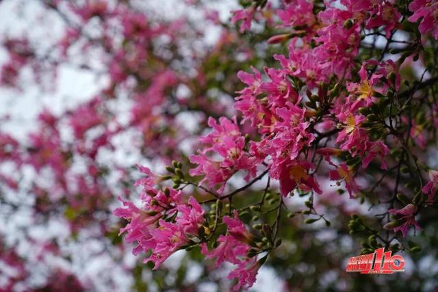 “顶流”回归！近期，福州大量出现