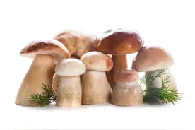 有哪些野生菌可食用？可以经常吃吗？食用攻略请收好图片