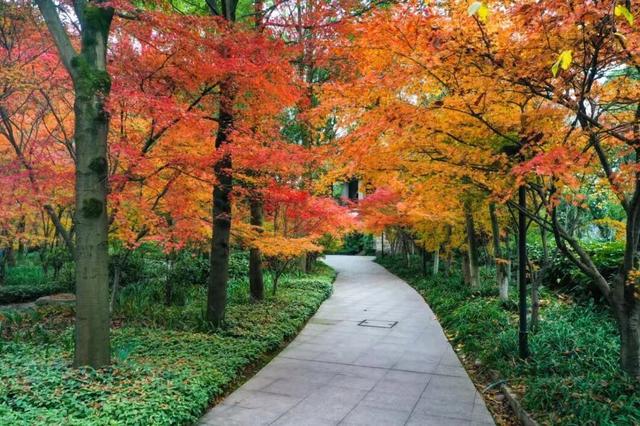 230余处打卡点一键查询！重庆城市公园秋冬观花赏叶地图发布