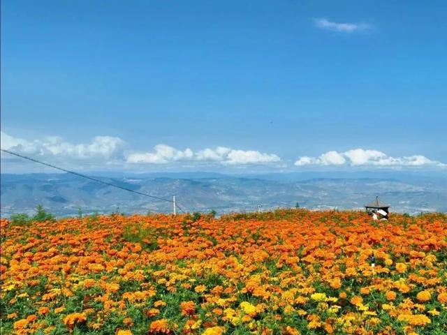 楚雄秋日告白：花基础，花海不基础