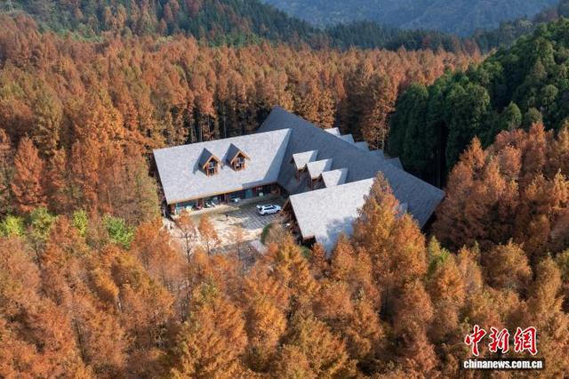 大自然的冬日画作 重庆南川万亩彩林美如画